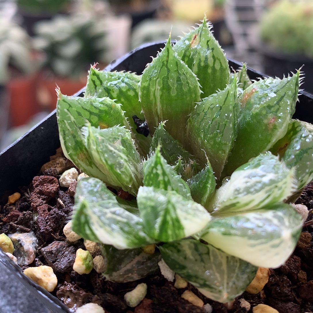 宝莲灯玉露锦带盆土发货tu