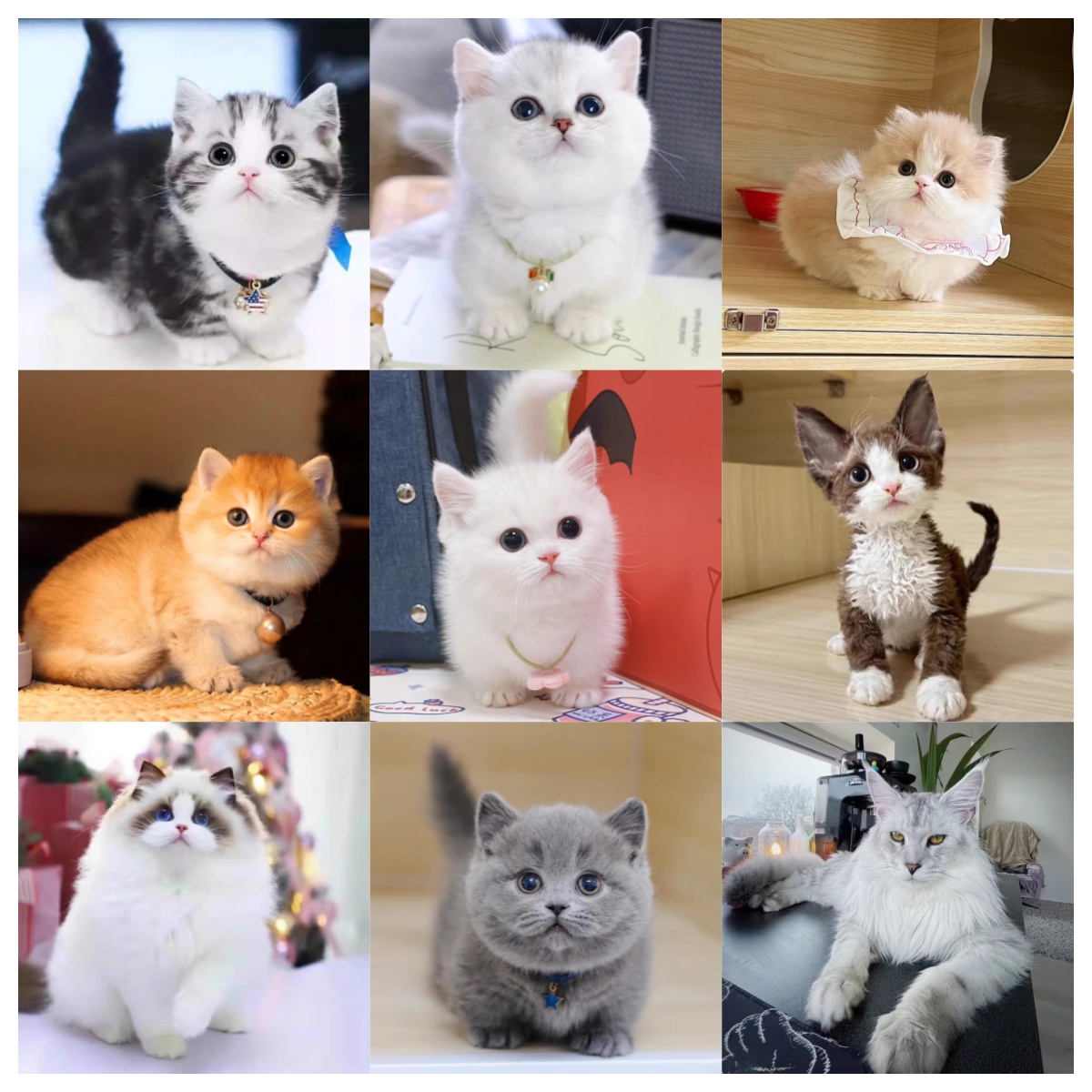 1芙帆 猫咪】全品种● 蓝猫●德文猫●金渐层猫 ●布偶猫●缅因猫●
