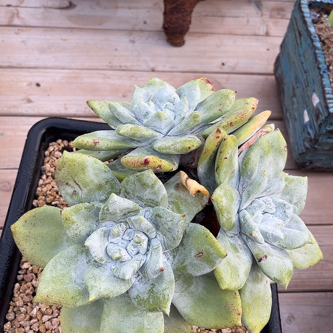 小鹿多肉一物一拍