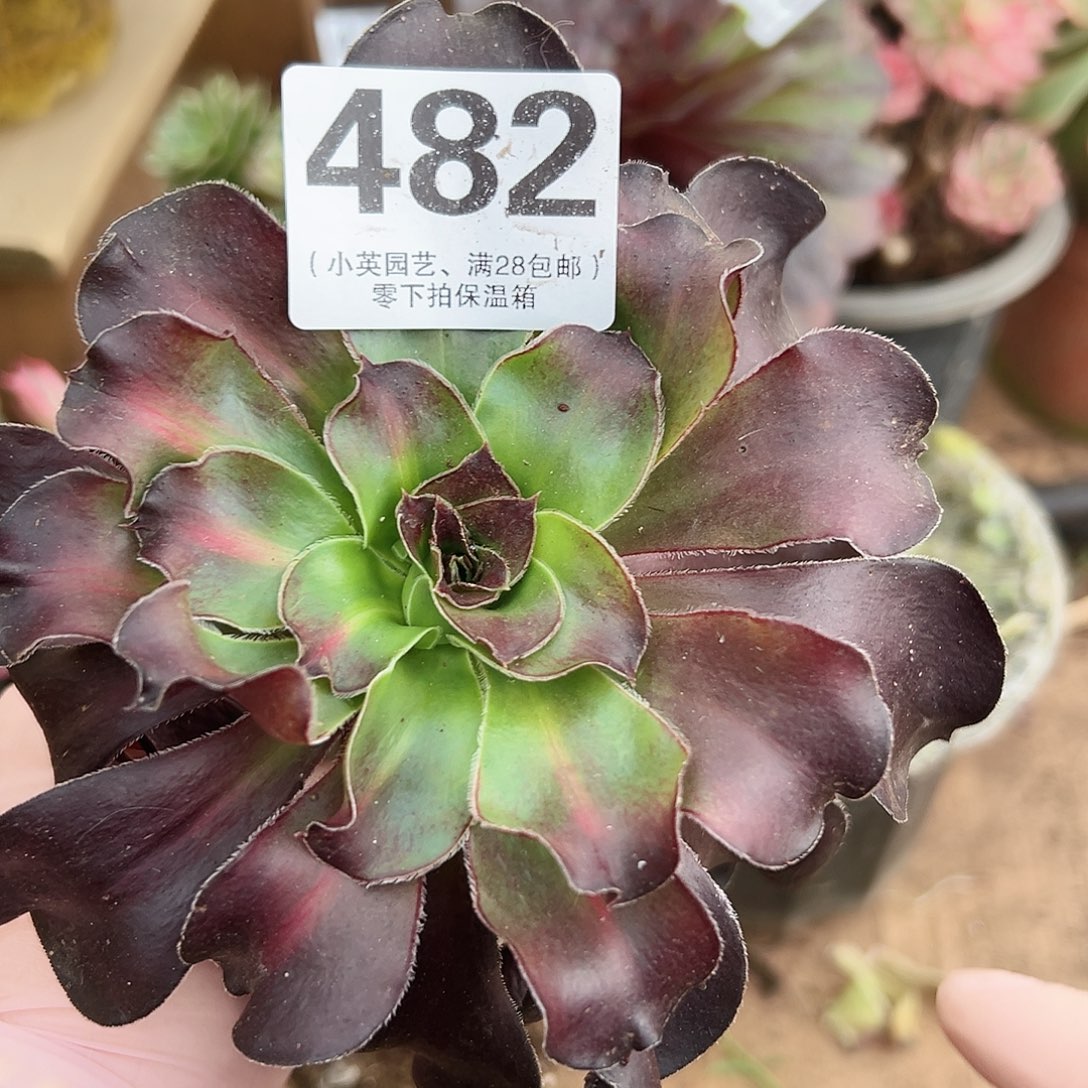 多肉植物多肉植物482