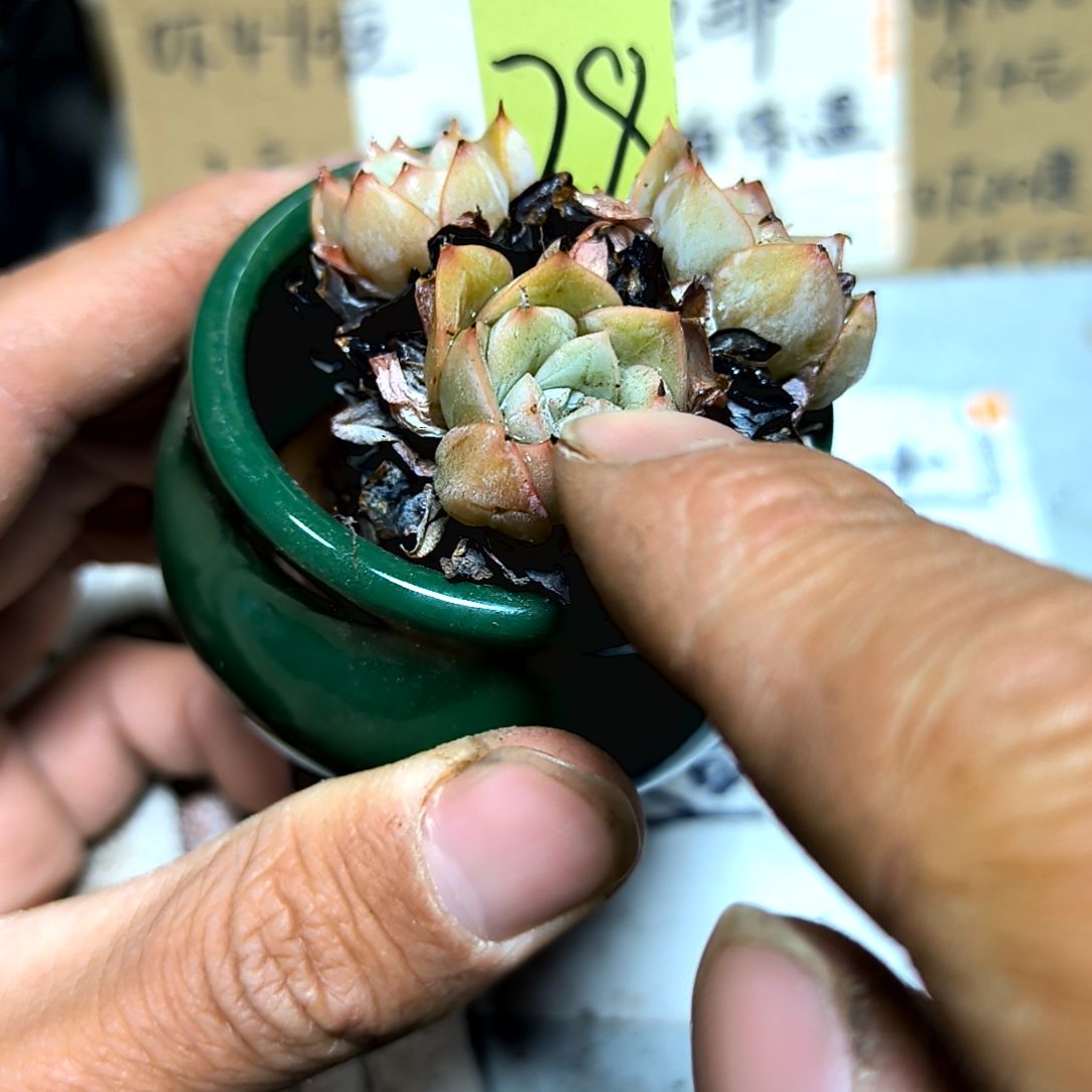 满6元包邮，月亮仙子老庄2/4头