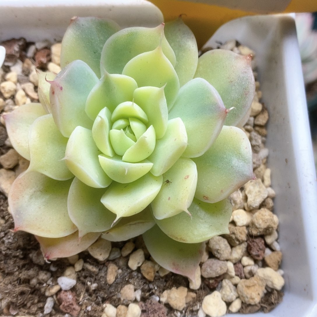 231冰晶玫瑰锦锦锦锦锦