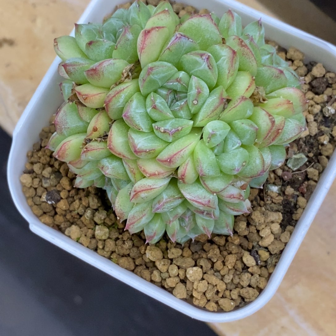 精品多肉一物一拍不包整46