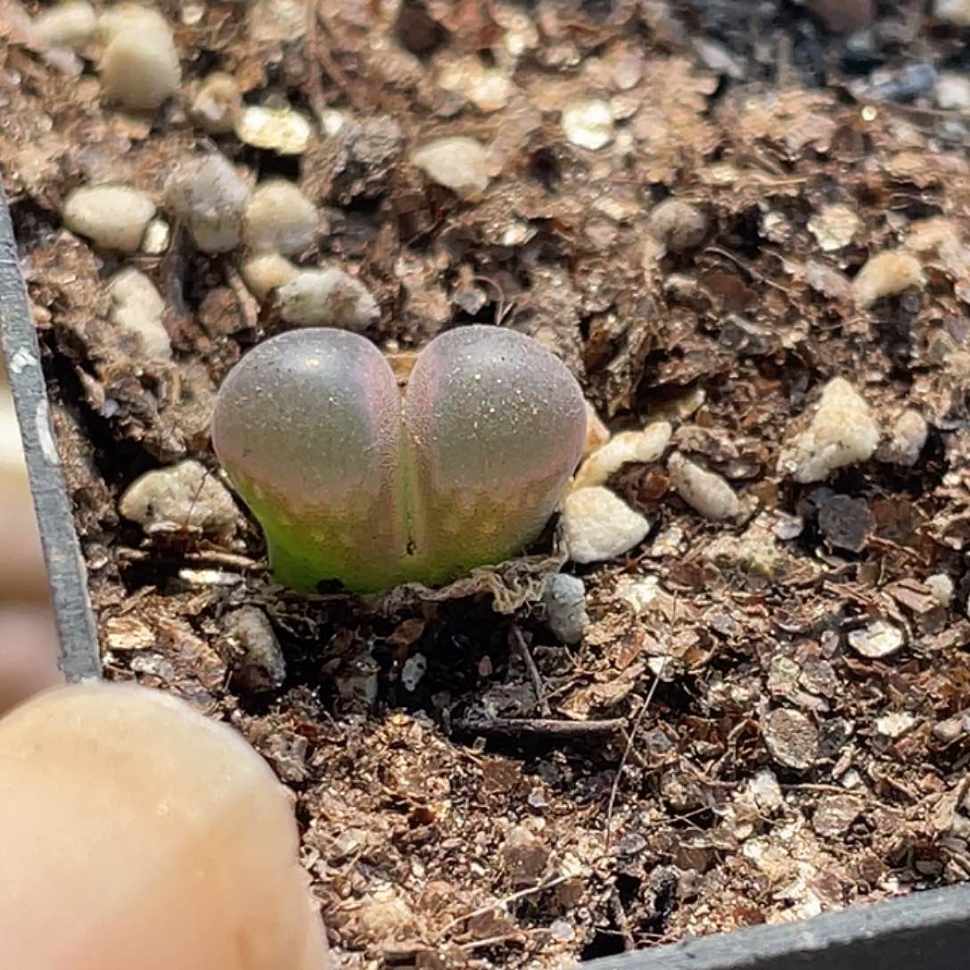 18-129风铃多肉植物