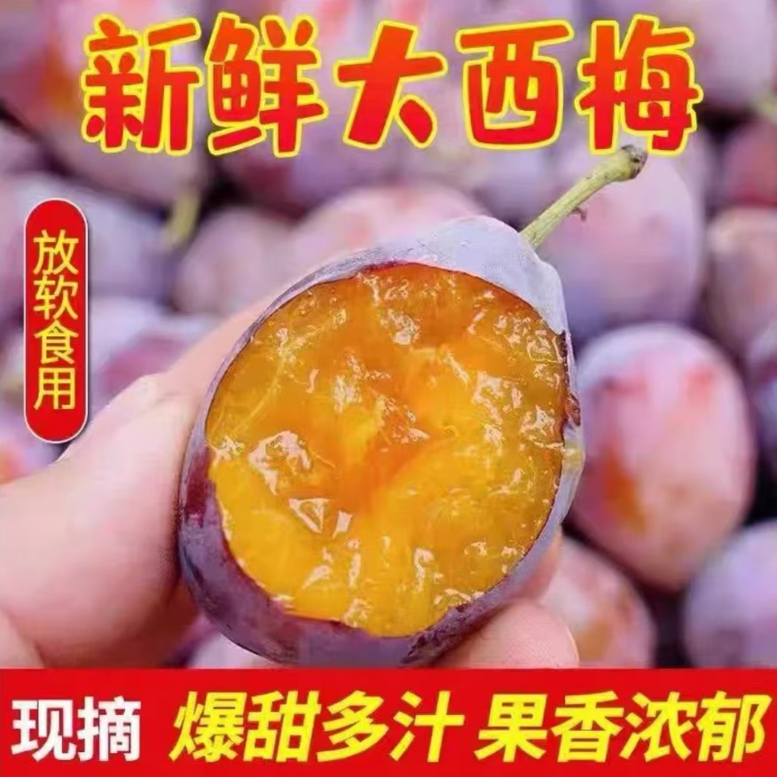 H5【顺丰次日达】新鲜现摘西梅放软后吃香甜多汁当季水果产地直采 