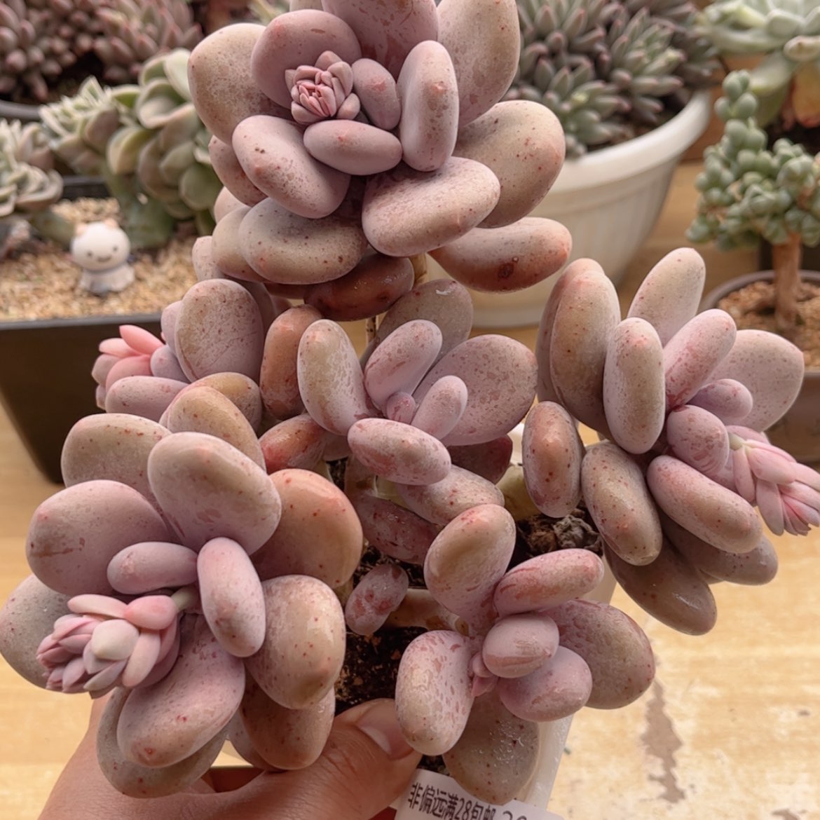 【闪购商品】2611大叶奶