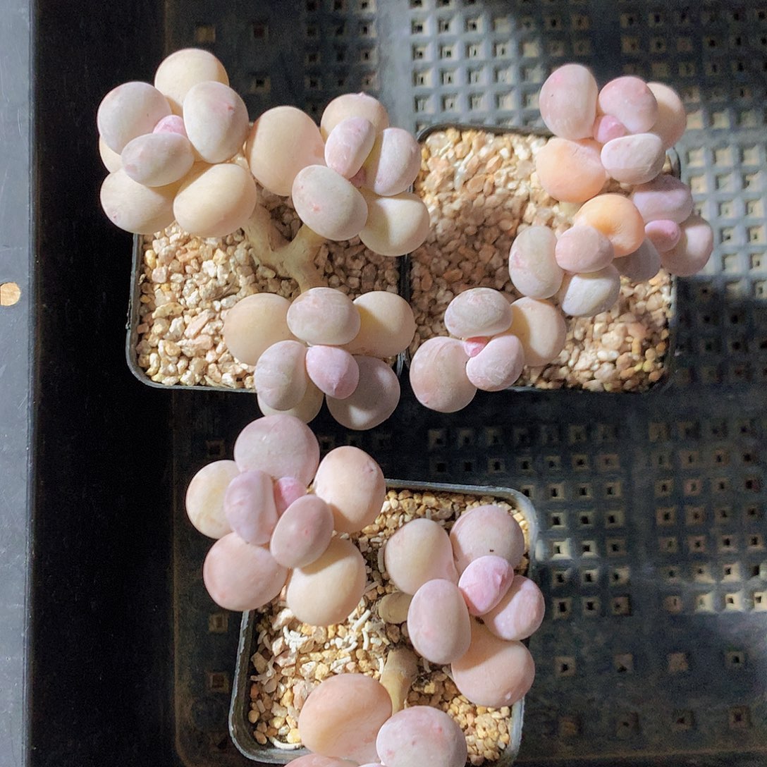 涵旎三颗奶酪脱土发货