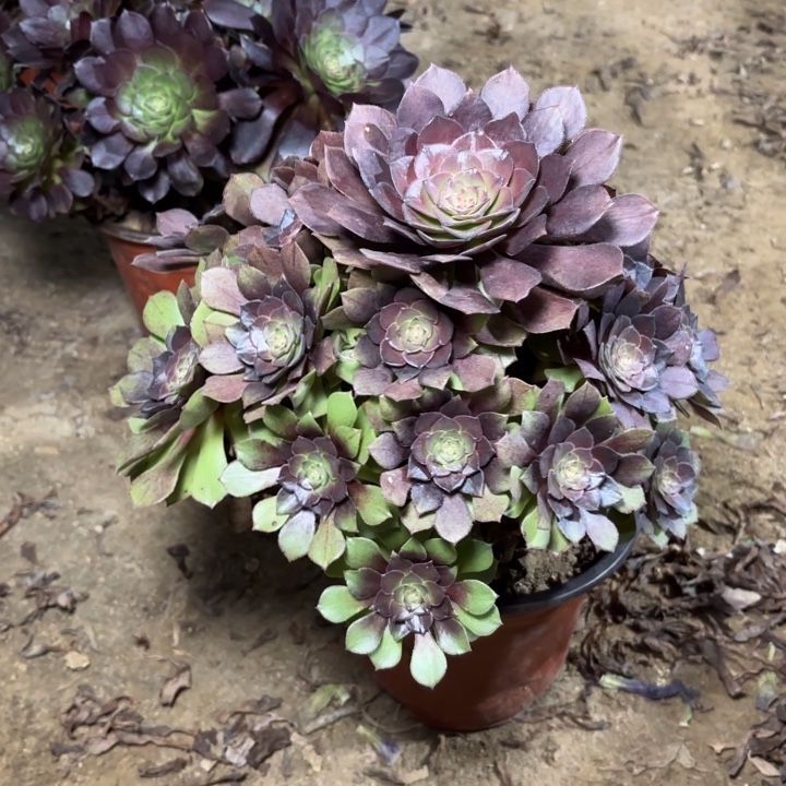 多肉植物法师桃花石31
