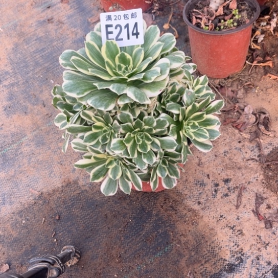 314迈巴赫不包断枝