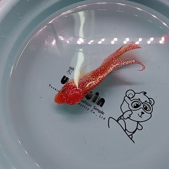 海水鱼666666666666