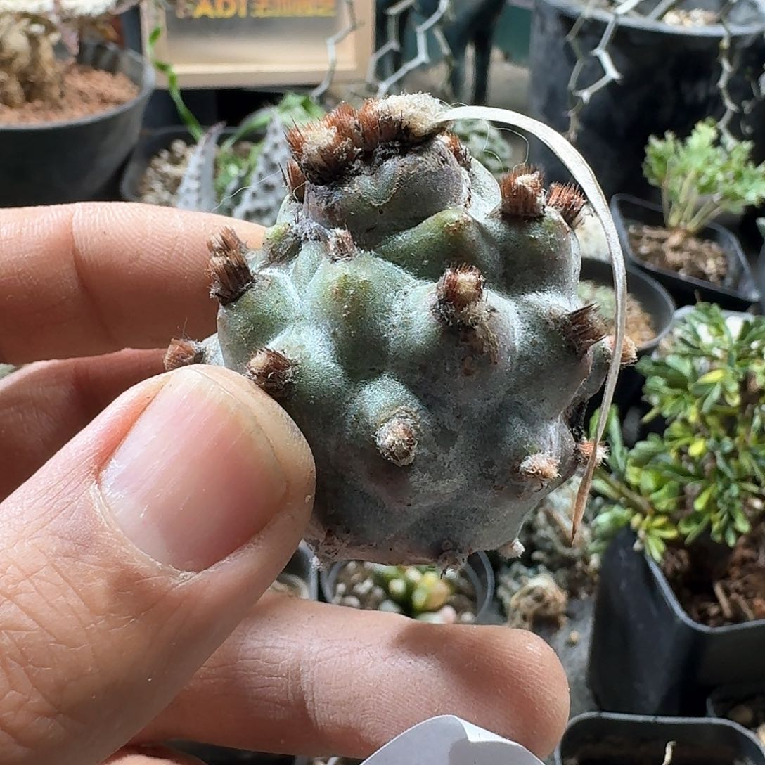 451纸刺武藏野无根侧芽