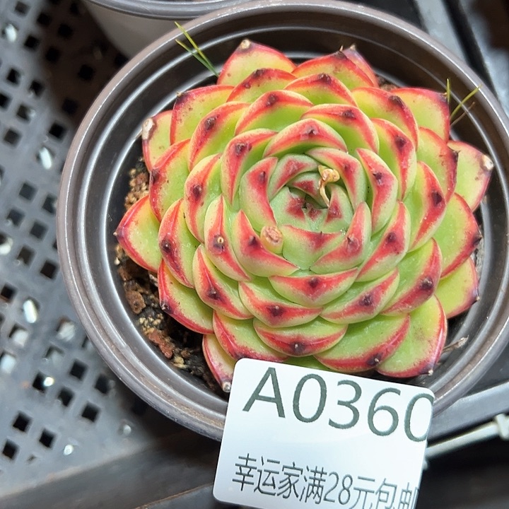 幸运的是我的朋友们都