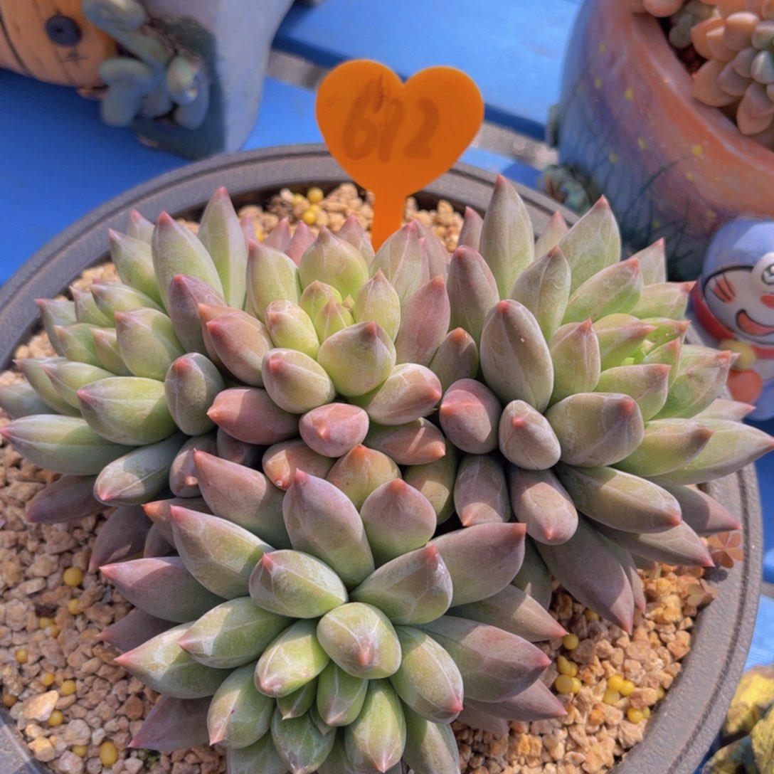 B****n612号多肉植物一物一拍