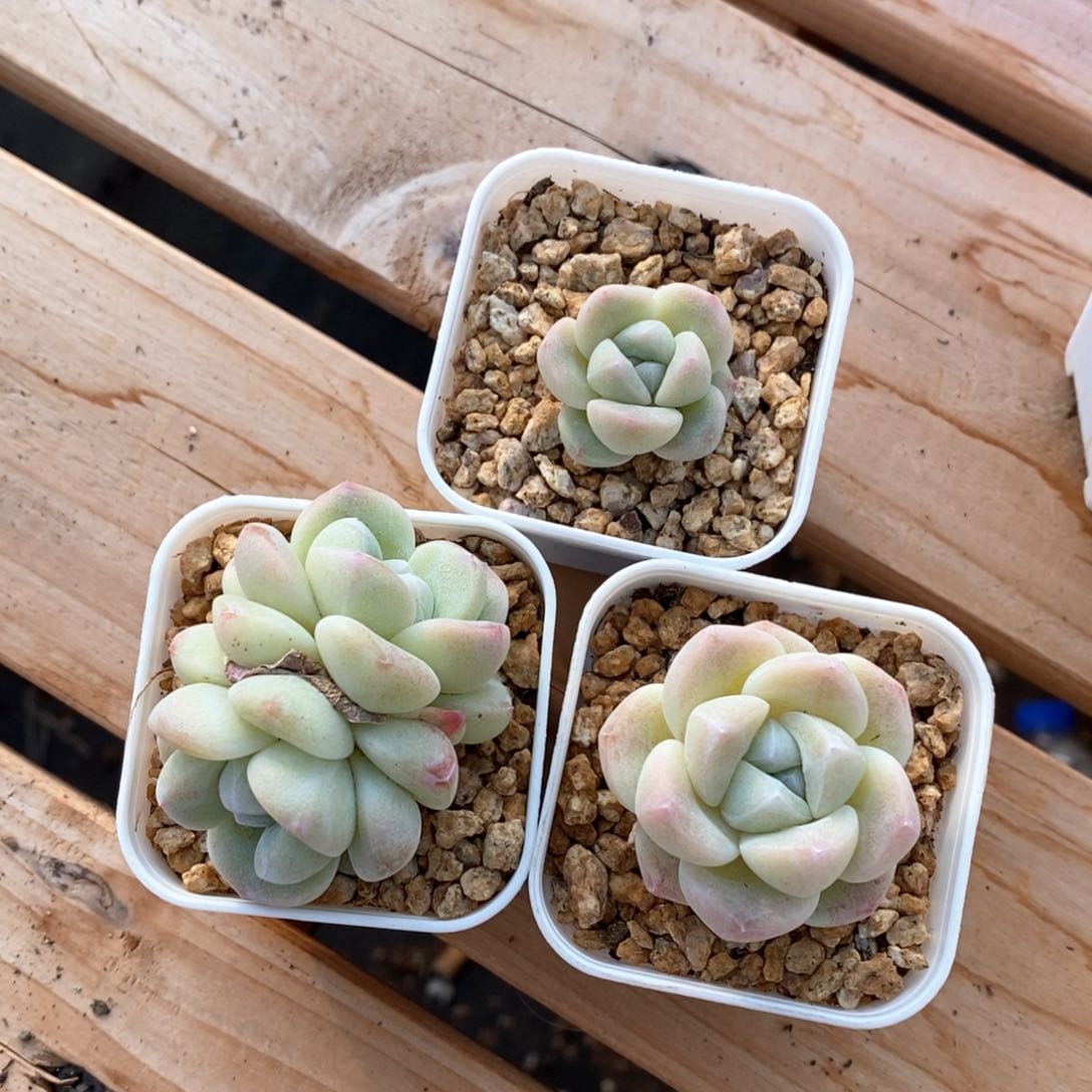 精品多肉一物一拍不包整195