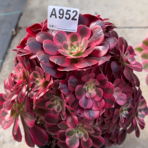 952美杜莎25厘米左右有断枝