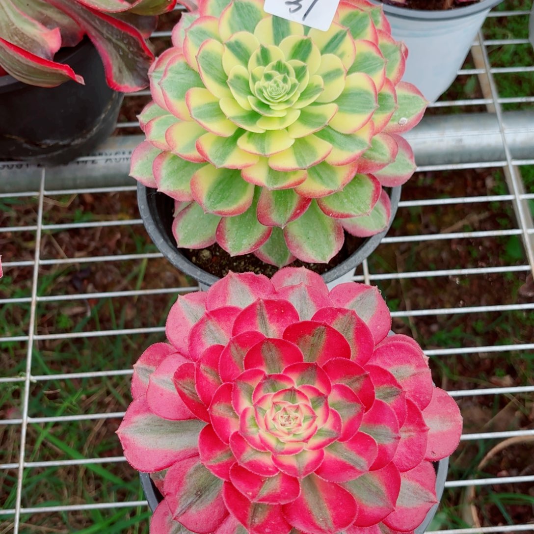 一物一拍多肉法师37开播福利