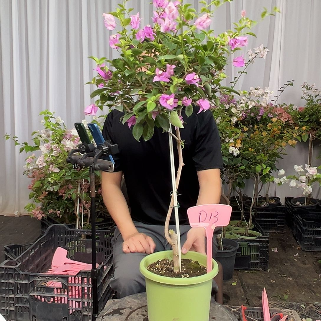 Y***冰当前无花栽培后可以开花D13雪紫