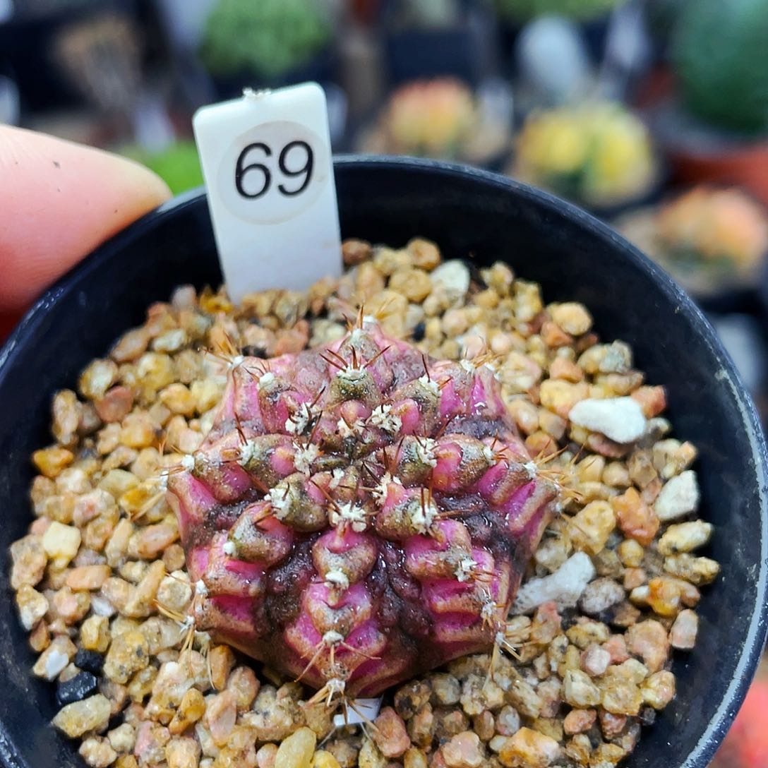 粉钻海神非偏远地区满25包邮仙人球