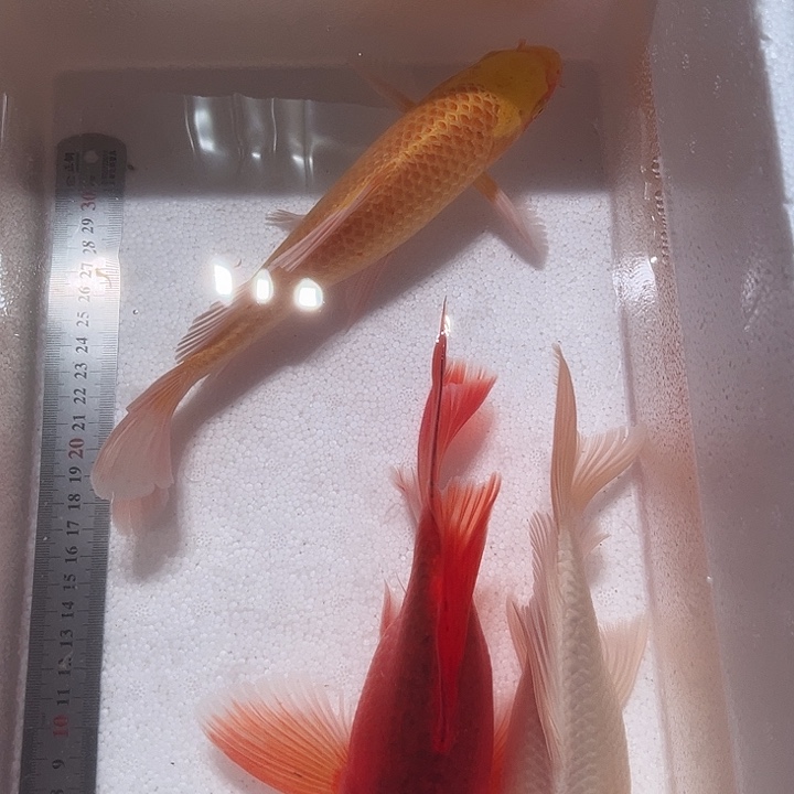 海水鱼渔场直发6号链接