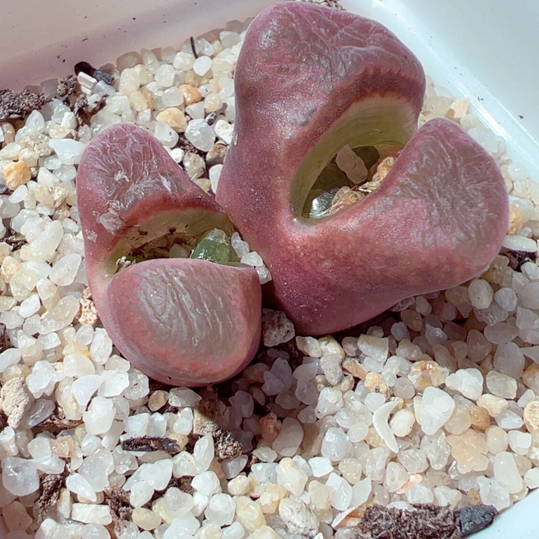 309-108多肉风铃