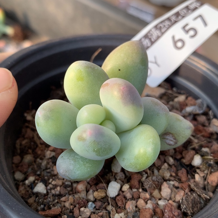 奶酪锦多肉植物黄锦