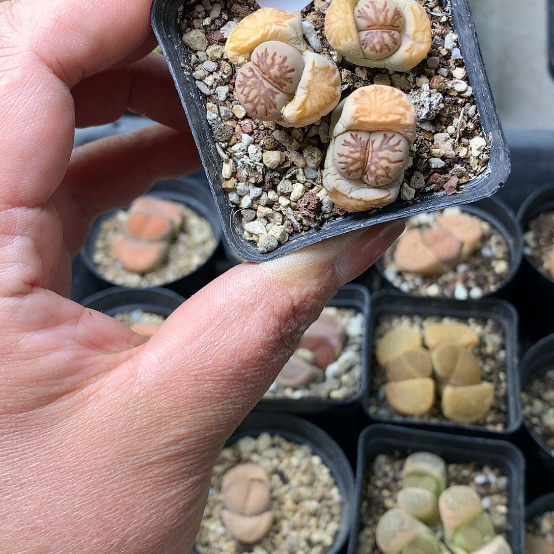 H100多肉植物保护研究所