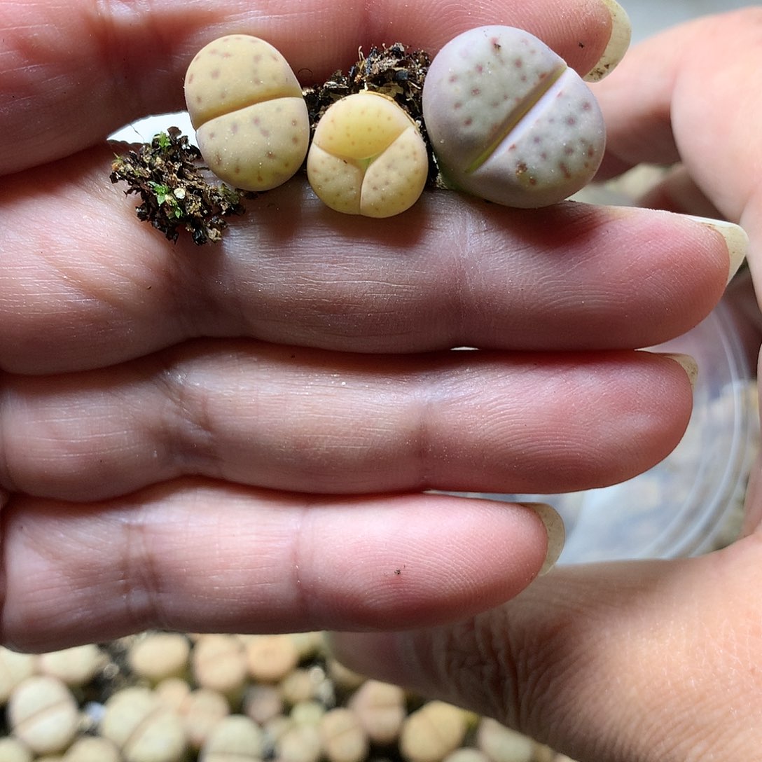 肥**泡G15多肉植物保护研究所