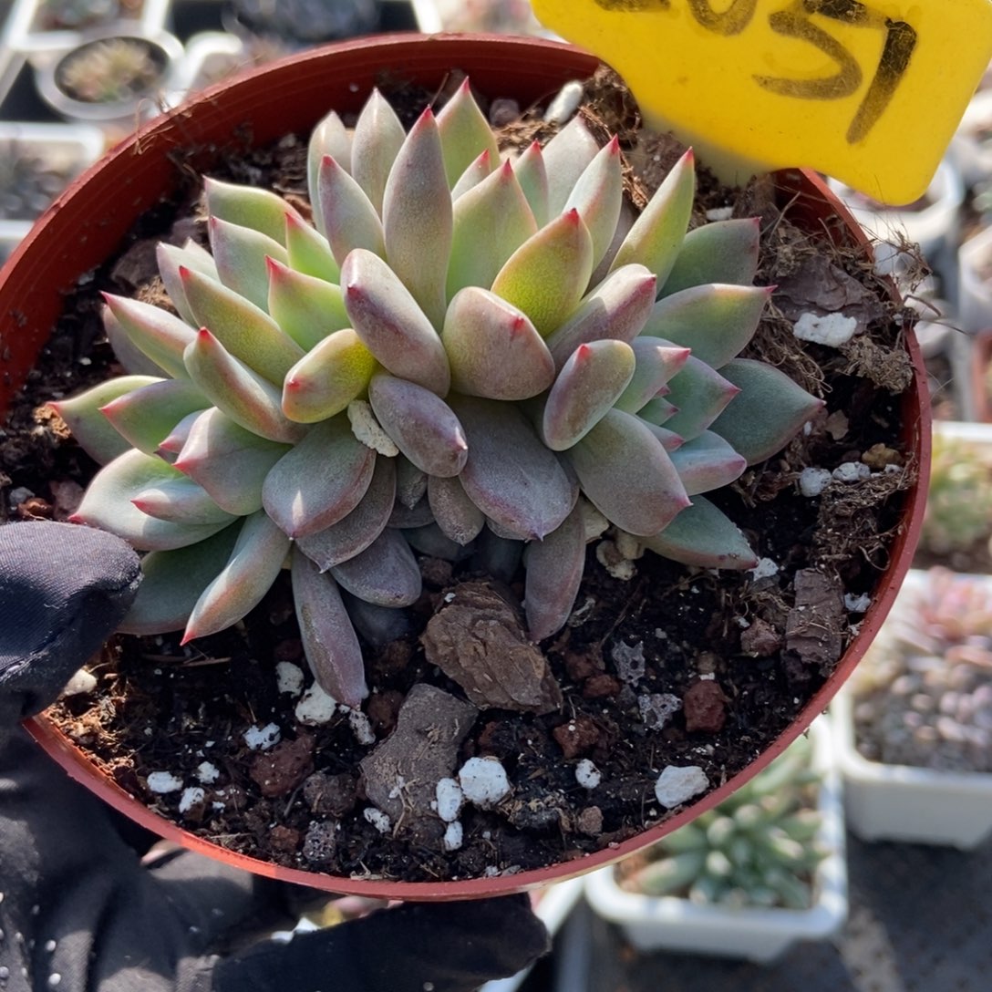 2051夜魔侠多肉植物