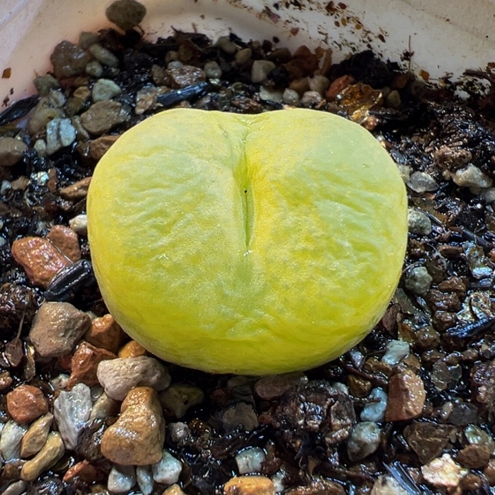 752多肉植物种类多样