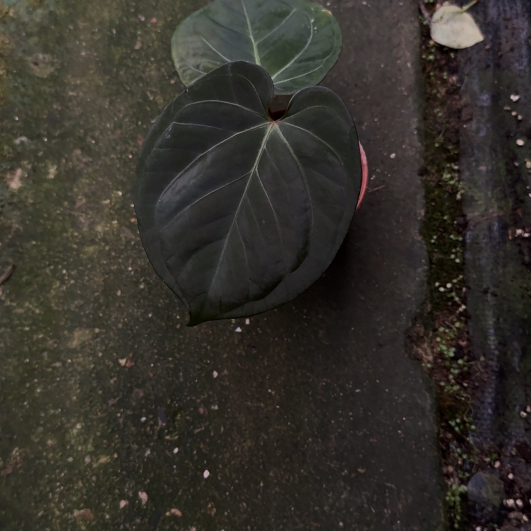 无花朵黑凤凰杂kos