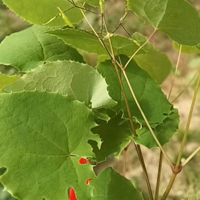 甘肃非种植可泡水小叶子商品包邮