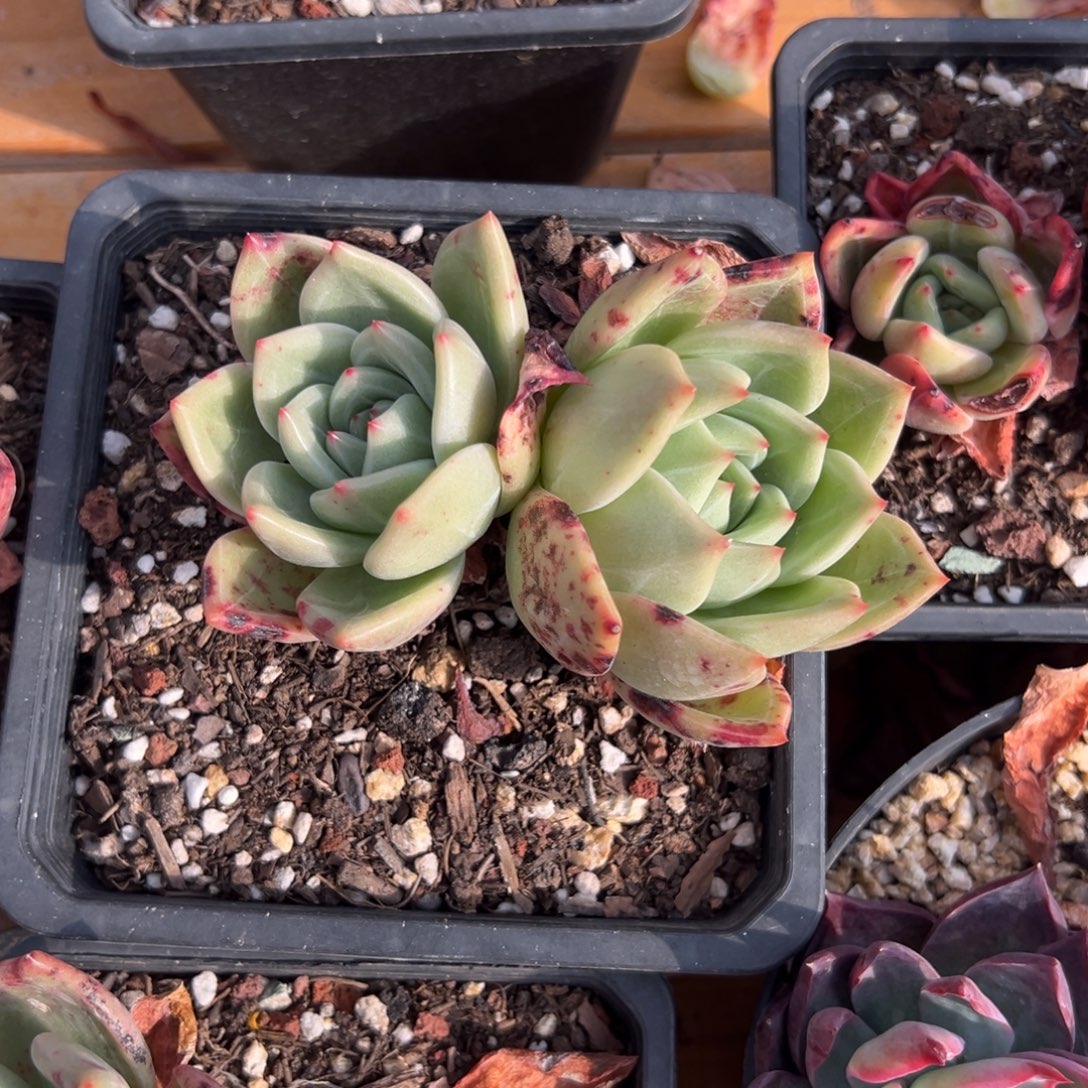 多肉双头香槟【非偏远地区满18包邮】