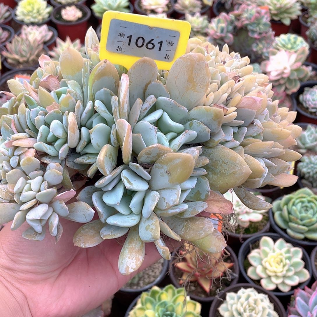 安***之1061号多肉植物盆栽
