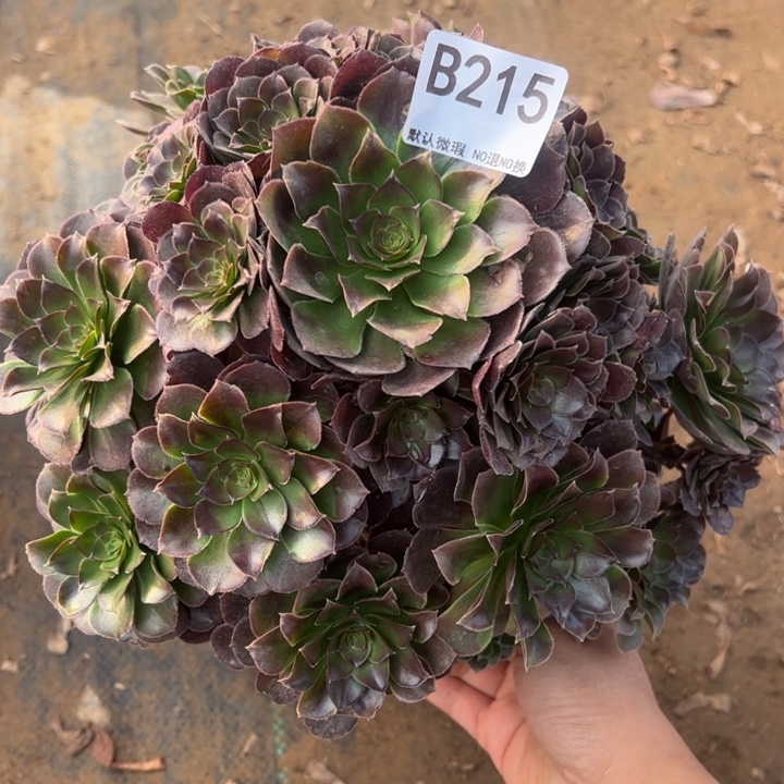 荷兰玫瑰多肉植物215.