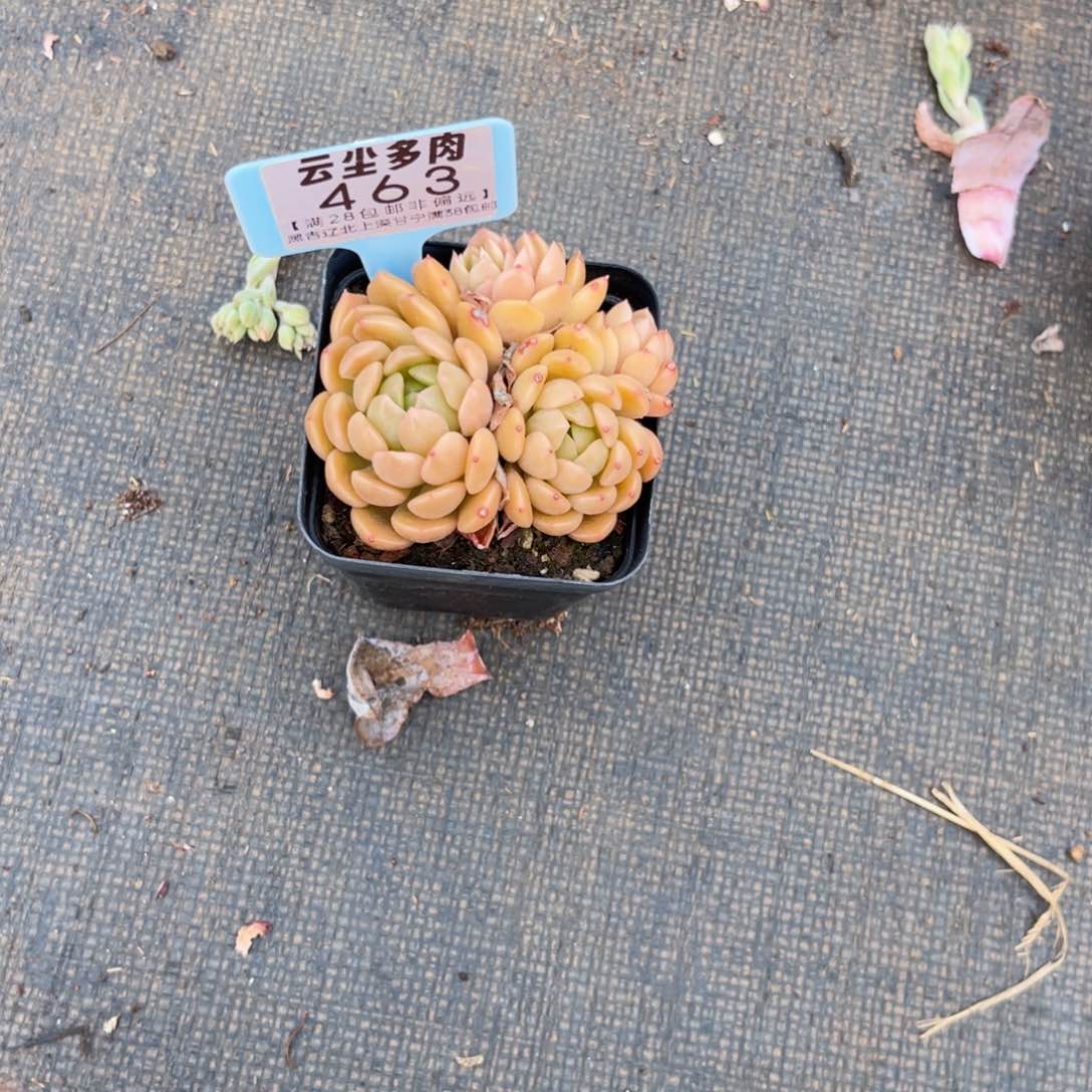 云尘多肉一物一拍463