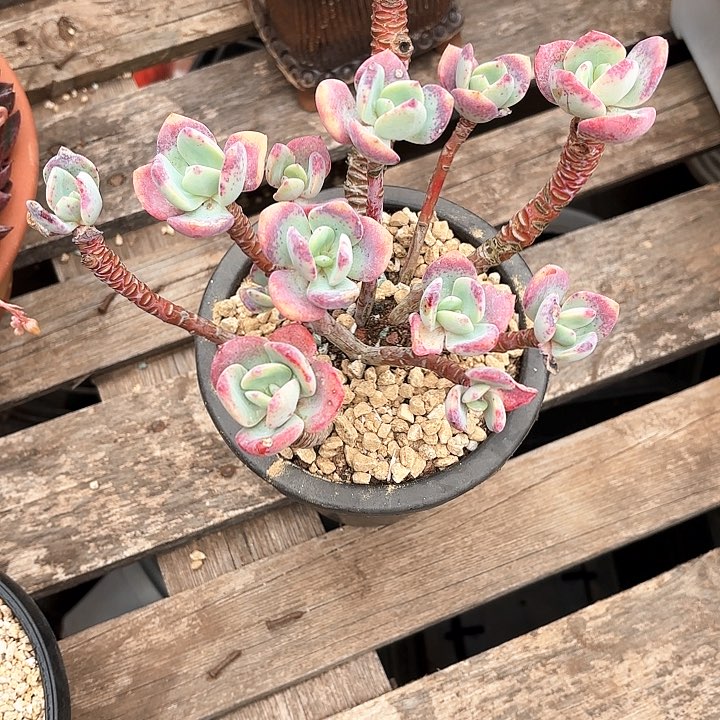 多肉植物，白月光