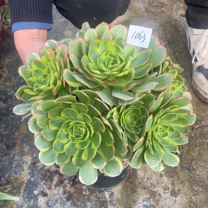 法师植物奶白法师1063