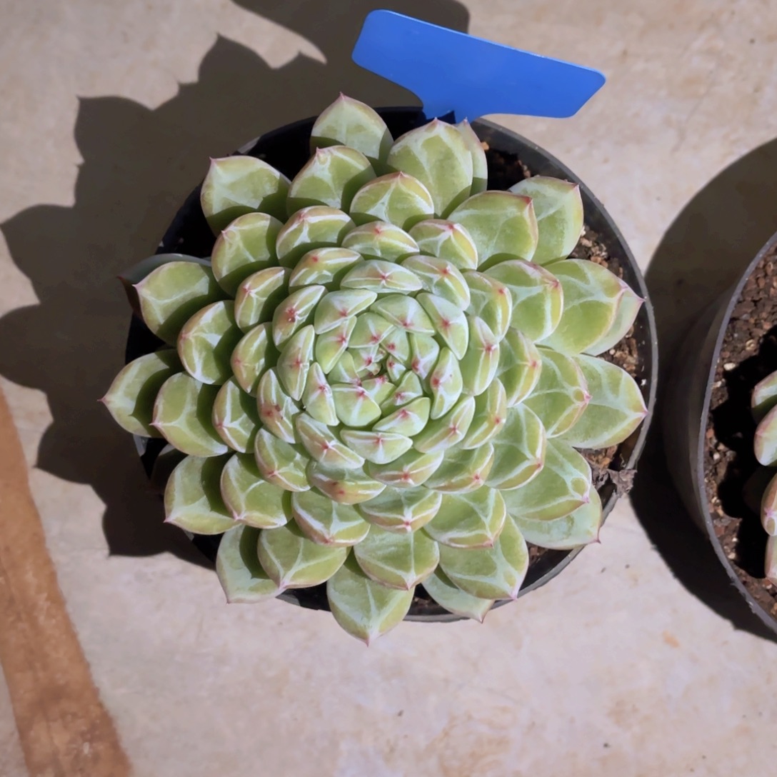 心***凡云南金致家精品多肉