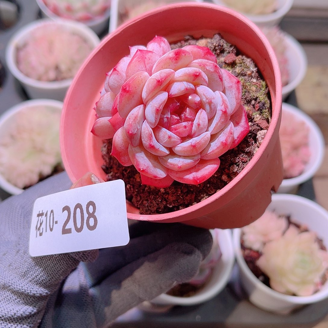 花10-208雪颜玉双头