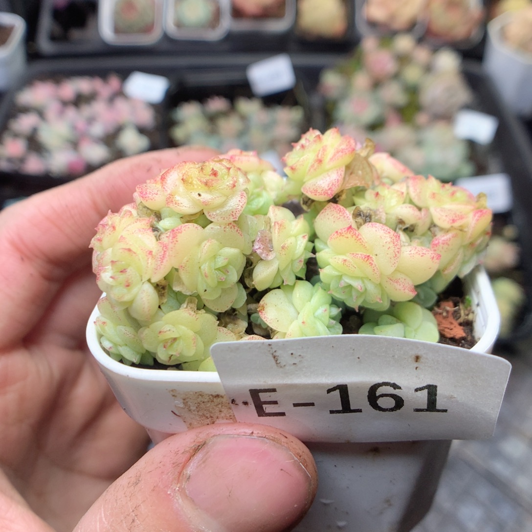 无花朵E161 yyyytttt