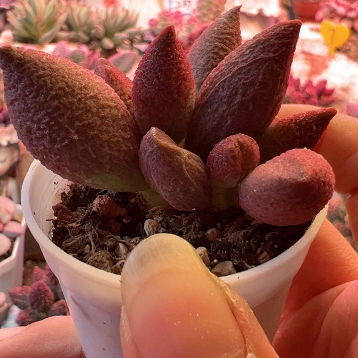 可以说是一种很有