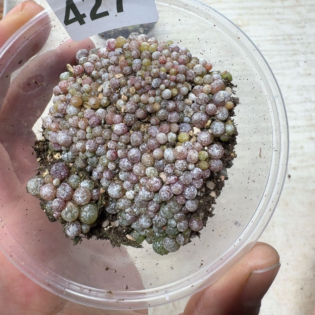 427。 小灯泡一盒。尺寸不大