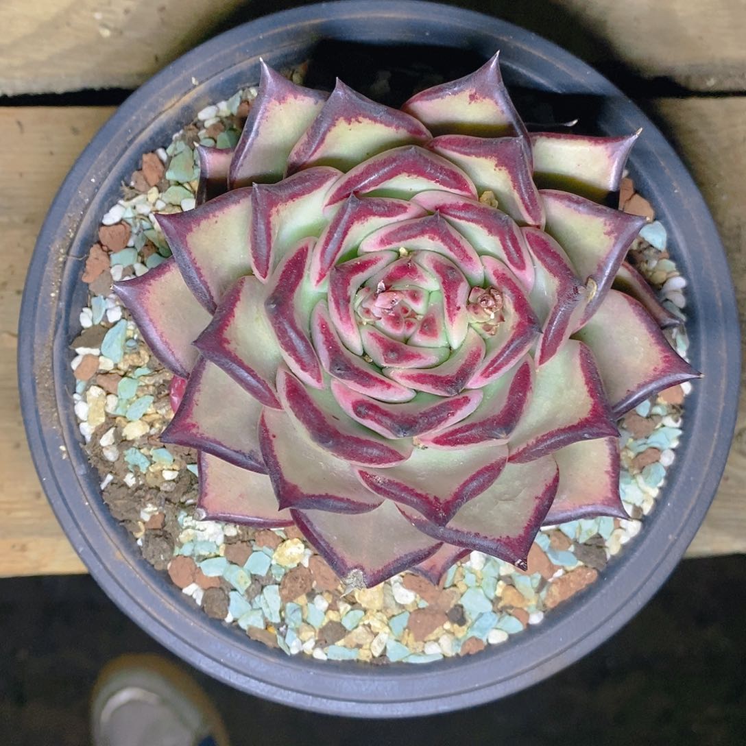 多肉植物一物一拍乌木