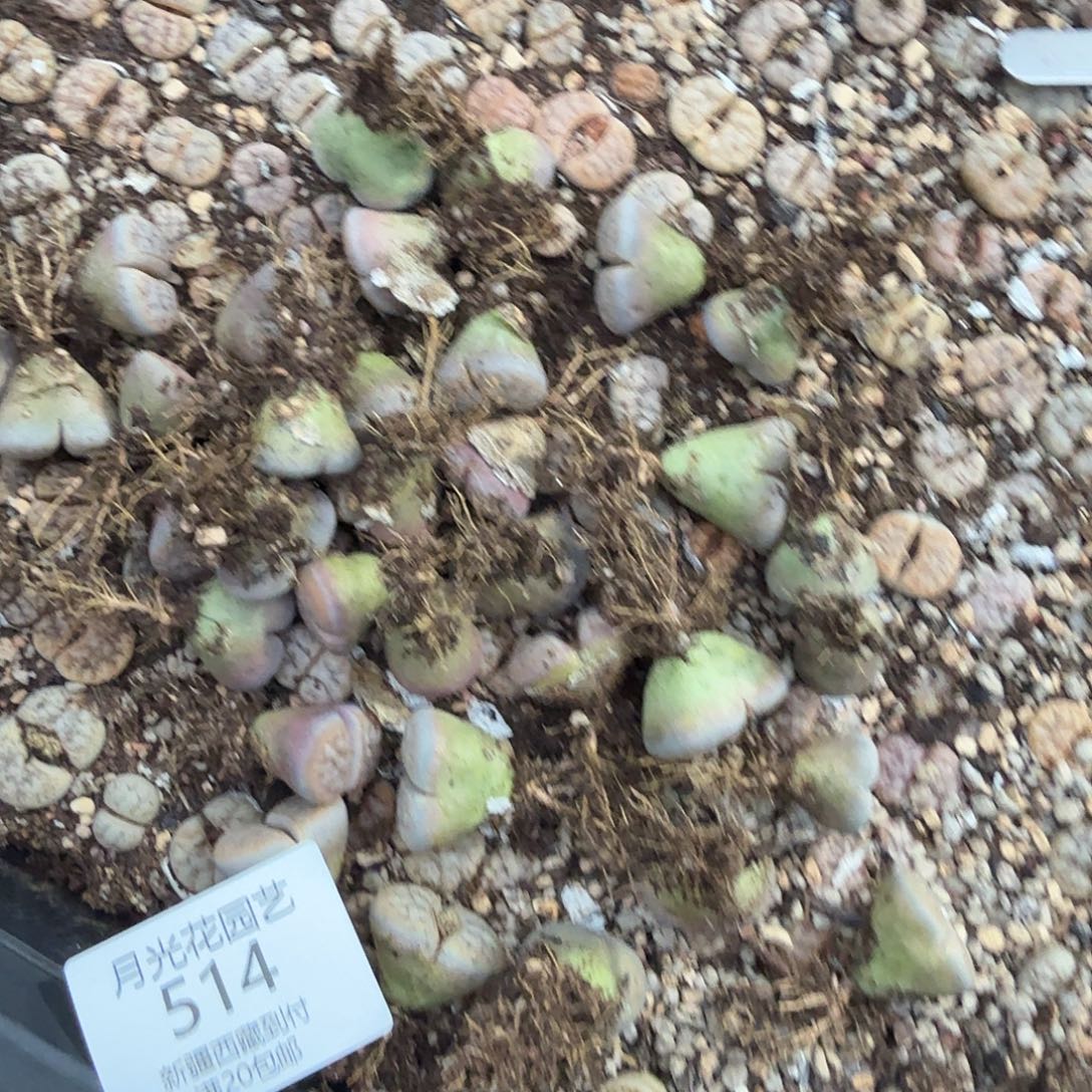 联***）好喜欢看小猫小狗514这个