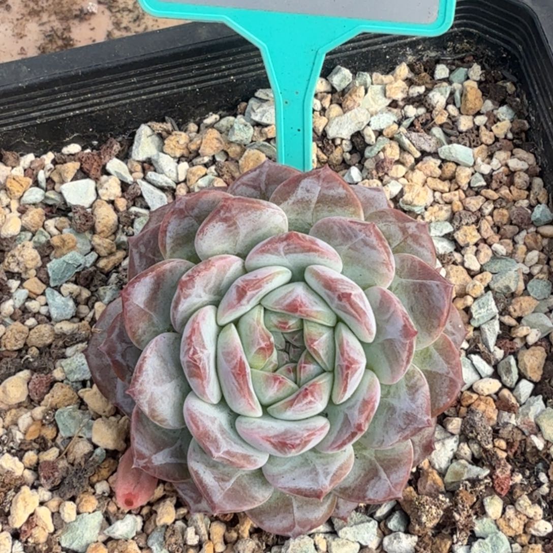 多肉植物一物一拍382