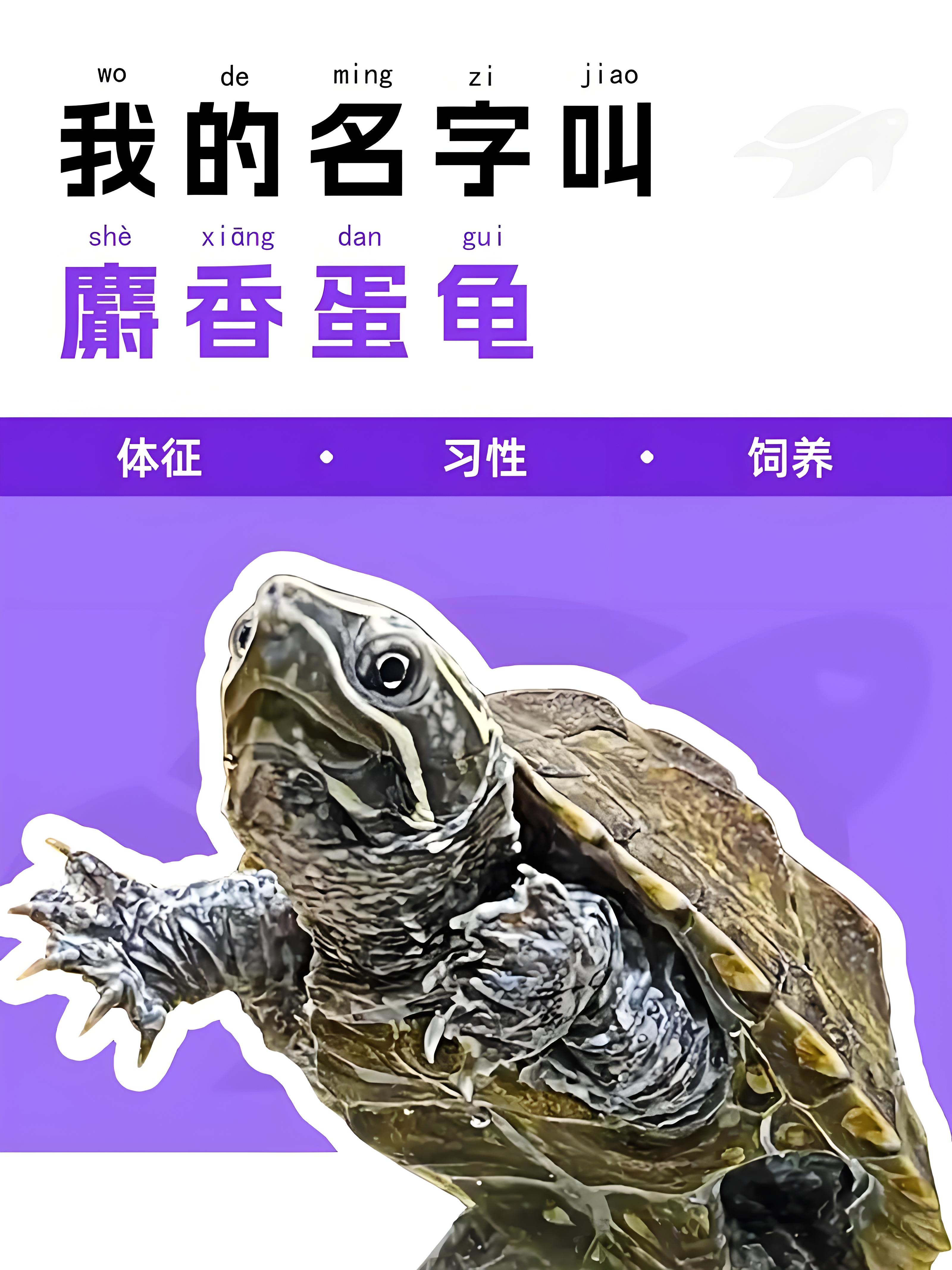 （麝香蛋龟）（直播精选）蛋龟系列之-麝香蛋龟苗深水观赏龟宠物龟