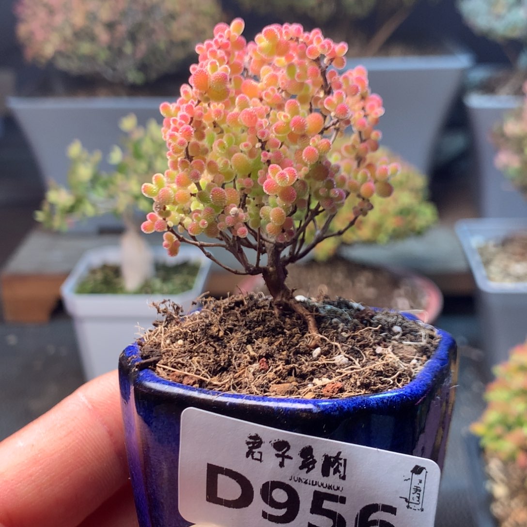 精控蜜橘糖球956      