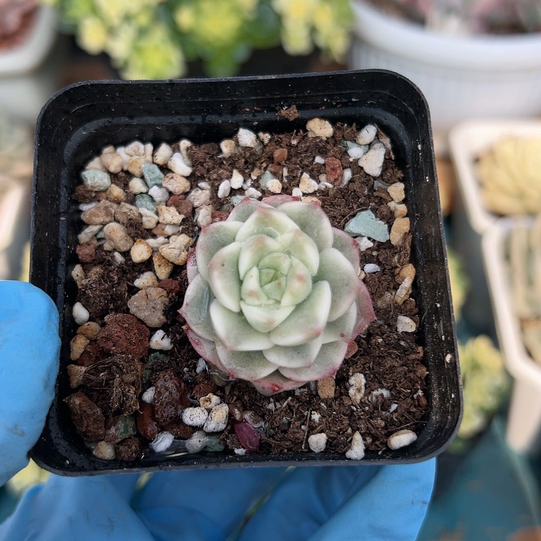 厚叶妮可莎娜锦，多肉植物