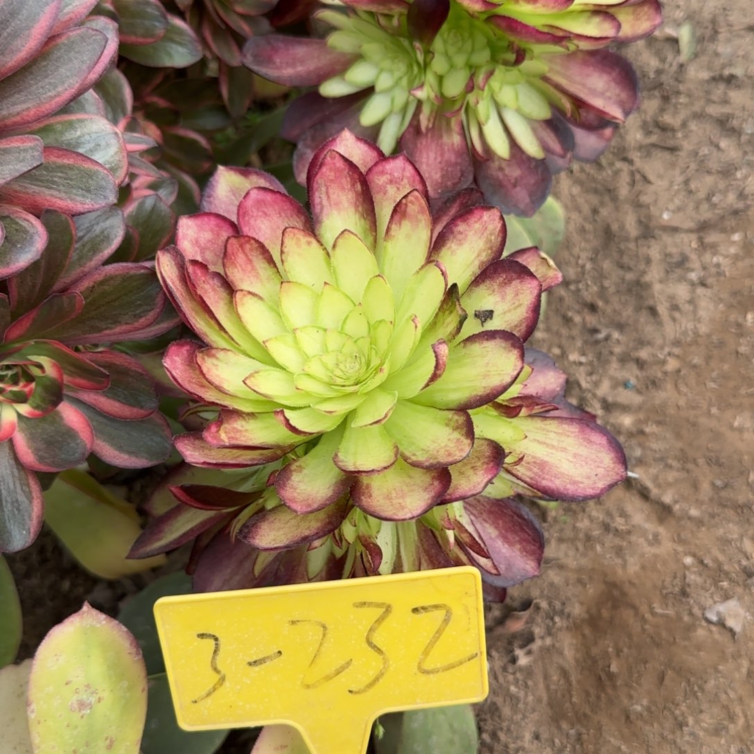 3-232--多头多肉植物赤焰新品