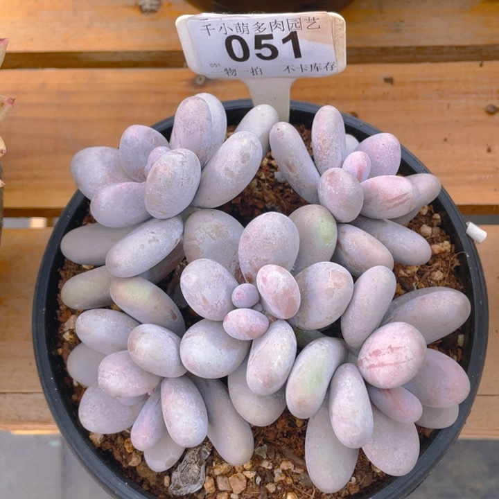 谢谢你的支持0000051